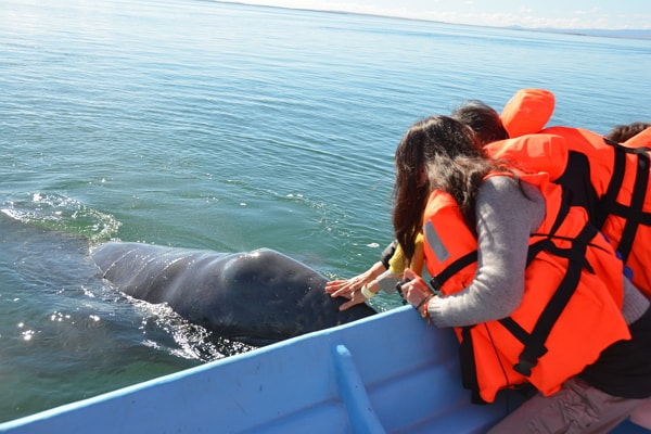 墨西哥下加州观鲸5天